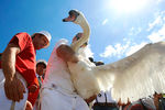 Церемония подсчета лебедей-шипунов на реке Темзе