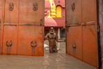 Служитель у ворот храма в одном из районов Нью-Дели, затопленном в результате подъема воды в реке Ямуне, 13 июля 2023 года