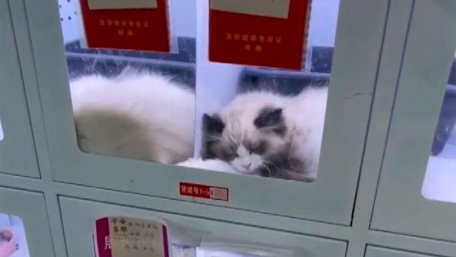 Автоматы по продаже кошек и собак появились в Китае 