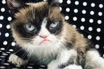 Последнее фото realgrumpycat Grumpy Cat перед смертью