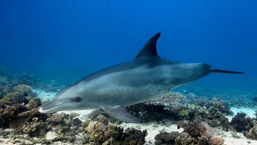 Океанолог Агафонов рассказал, может ли боевой дельфин взорвать корабль