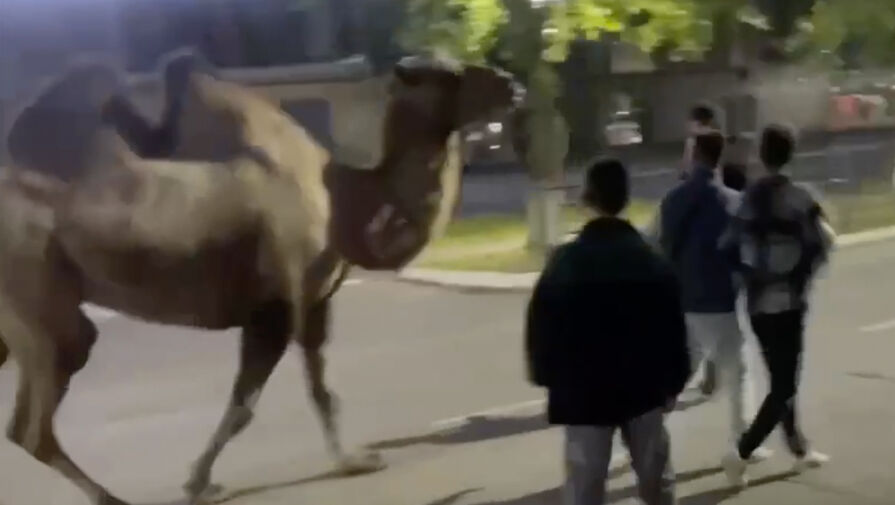 В Нефтекамске молодые люди украли циркового верблюда, погуляли и вернули назад