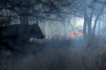 Корова смотрит на пламя природного пожара на севере Техаса, США, 2 марта 2024 года