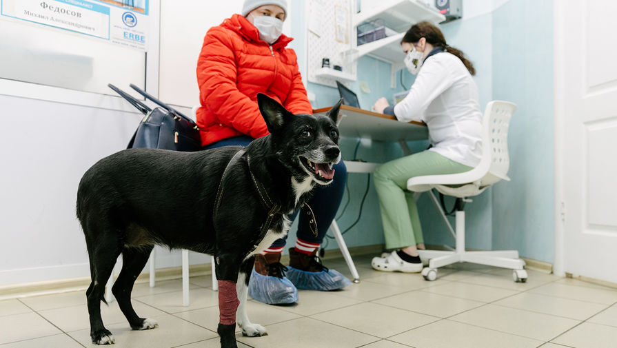 Генетики нашли отличия в подтипах рака у собак, которые улучшат его диагностику и лечение