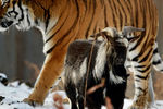Уссурийский тигр по кличке Амур и козел по кличке Тимур в вольере Приморского сафари-парка. Круглый год тигров кормят живой добычей, но козла Тимура тигр Амур есть не стал, 2015 год 
