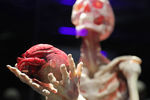 Экспонат анатомической выставки доктора Гюнтера фон Хагенса «Мир тела» (Body Worlds) на ВДНХ в Москве