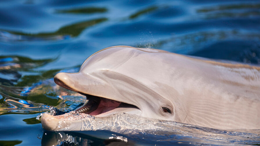 Дельфина, которого выбросило на берег в Крыму, увезли в дельфинарий