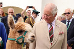 Король Карл III смотрит на альпаку на ежегодной выставке сельскохозяйственного общества Брекнока в Уэльсе, 20 июля 2023 года