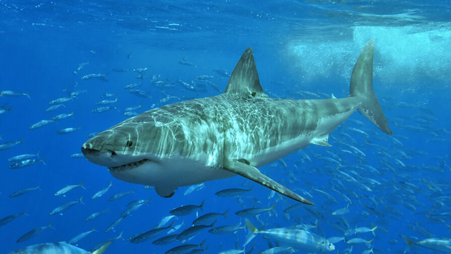 У берегов Австралии нашли древнейшего гигантского хищника из рода современных акул