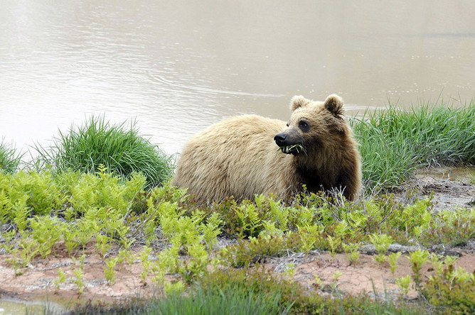 Медведь в долине гейзеров в Кроноцком заповеднике