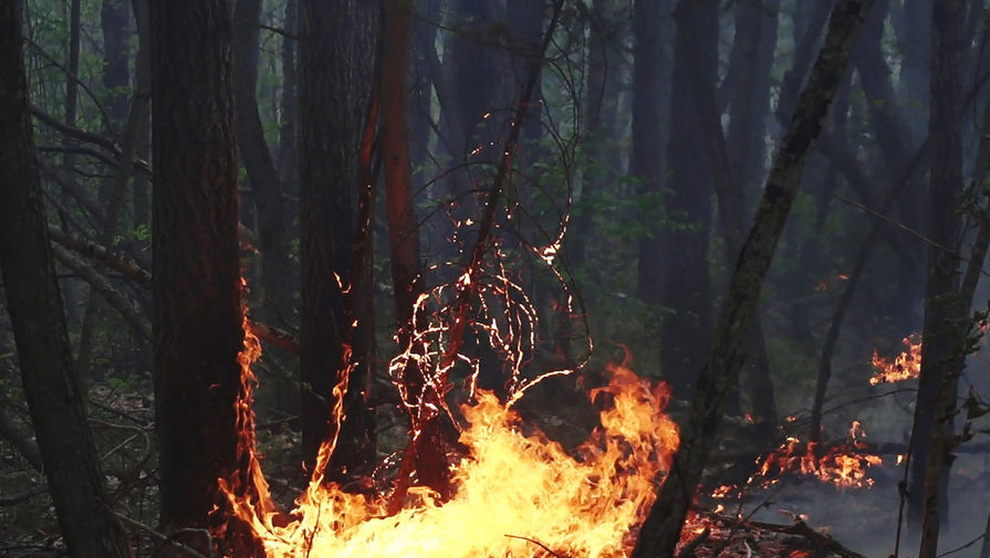 Площадь лесных пожаров в Хабаровском крае выросла