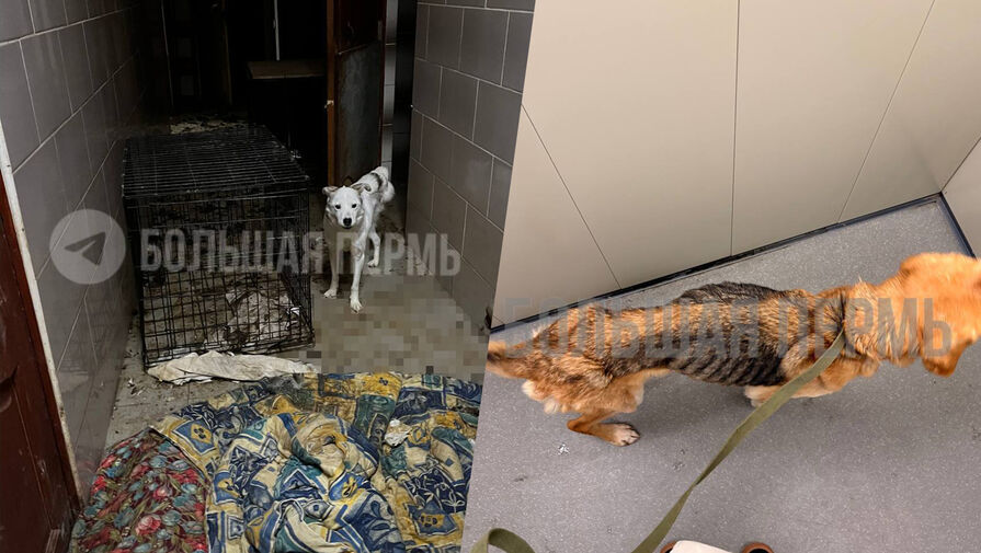 Глодал останки умерших: а пермском приюте нашли десятки истощенных и погибших собак