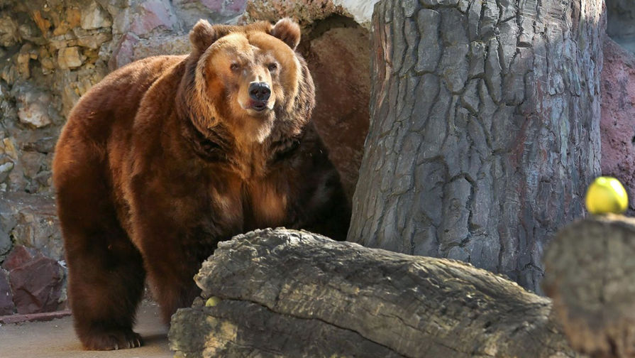 В столице Колымы медведь напал на четверых людей
