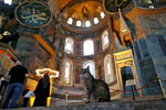Кошка в соборе Святой Софии в Стамбуле, 2020 год