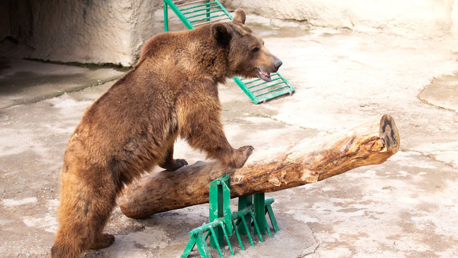 Бросившая в зоопарке Ташкента дочь к медведю женщина была в депрессии из-за мужа в России