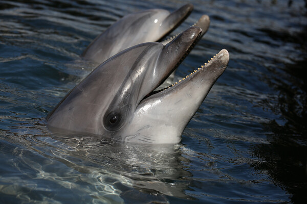 Дельфины-афалины