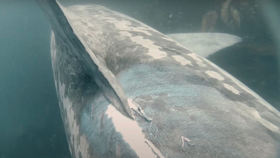 Столкновение исполинской акулы с кораблем впервые попало на видео