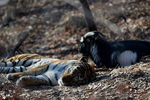 Уссурийский тигр Амур и козел Тимур в вольере Приморского сафари-парка