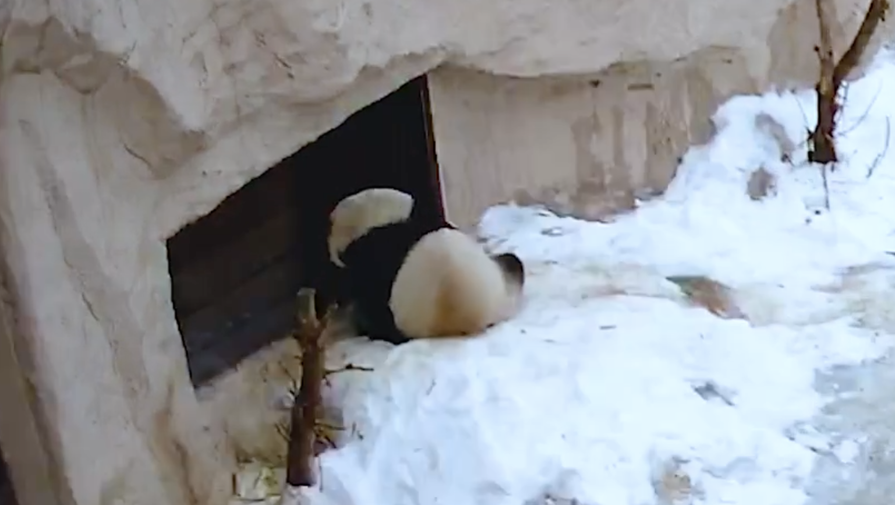 Московский зоопарк показал, как панда Жуи ждет встречи с возлюбленной