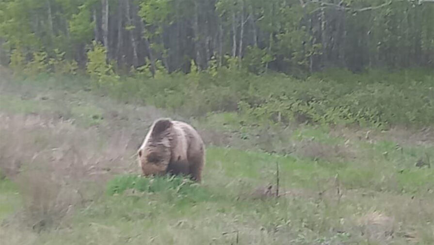 В российском регионе ловят дикого медведя
