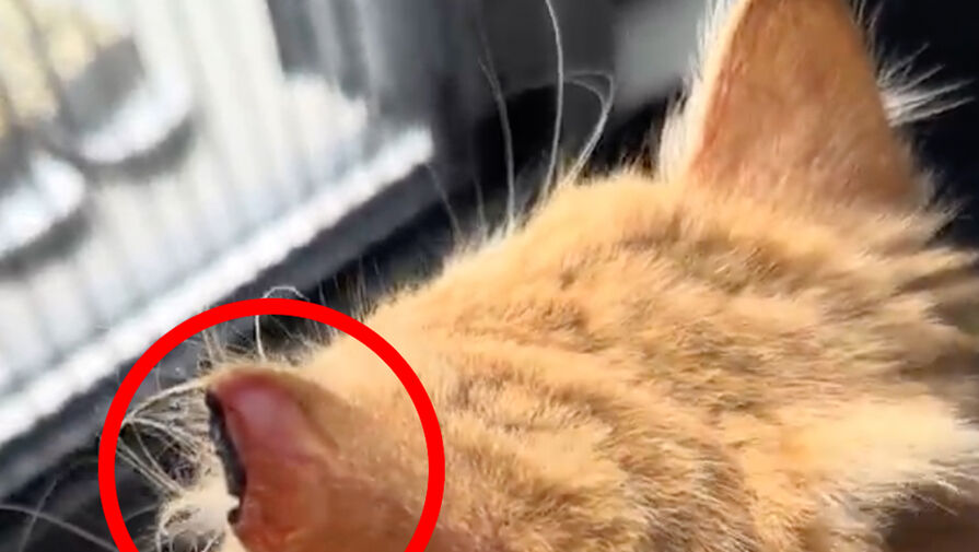 Грумер случайно отрезал коту часть уха во время стрижки