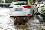 Собака на подтопленной улице во время дождя во Владивостоке, 25 августа 2023 года