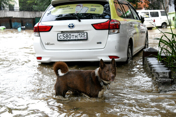 Собака на&nbsp;подтопленной улице во время дождя во Владивостоке, 25&nbsp;августа 2023&nbsp;года