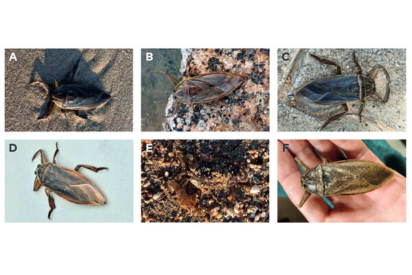 ұрып-соғу және анал