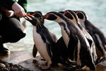 Северные хохлатые пингвины в Лондонском зоопарке