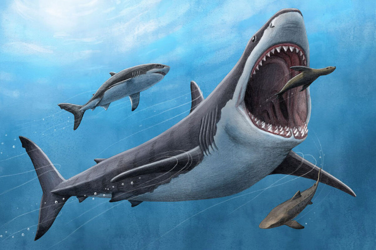 Морские гиганты: 10 самых больших акул в мире