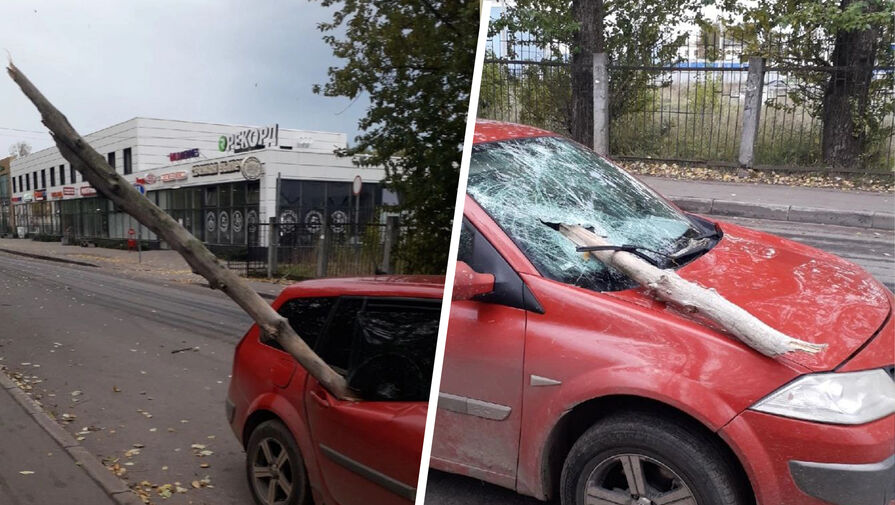 В Кировске упавшее дерево насквозь проткнуло движущийся автомобиль с пассажирами