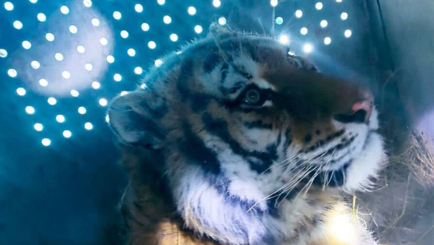 Тигра с плохим характером выпустят обратно в дикую природу в Хабаровском крае