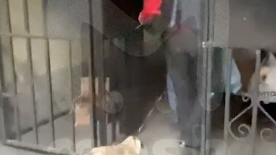 В Петербурге волонтеры предложили хозяину истощенной собаки помощь и были избиты