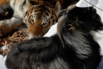 Уссурийский тигр Амур и козел Тимур в вольере Приморского сафари-парка