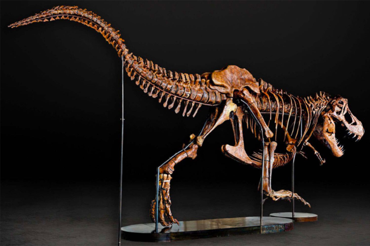 DailyMail: скелет беременного тираннозавра впервые выставят в музее -  Газета.Ru | Новости