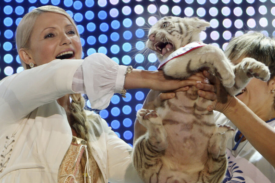 Премьер-министру Украины Юлии Тимошенко (слева) дарят белого тигренка-альбиноса Тигрюлю в&nbsp;Скадовске, Крымский полуостров, 24&nbsp;августа 2009&nbsp;года