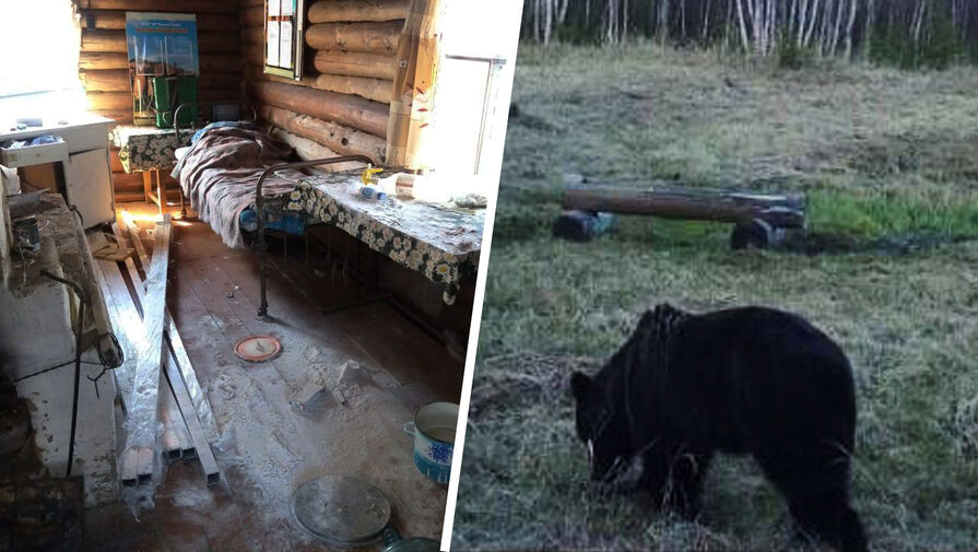 В Якутии медведь устроил погром в избушке госинспектора