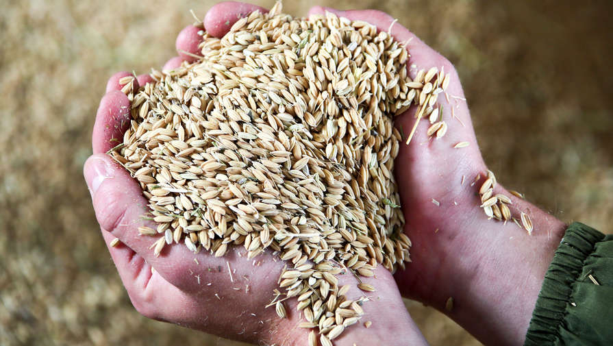 Минсельхоз РФ предложил ввести запрет на вывоз риса с 1 июля по 31 декабря 2022 года