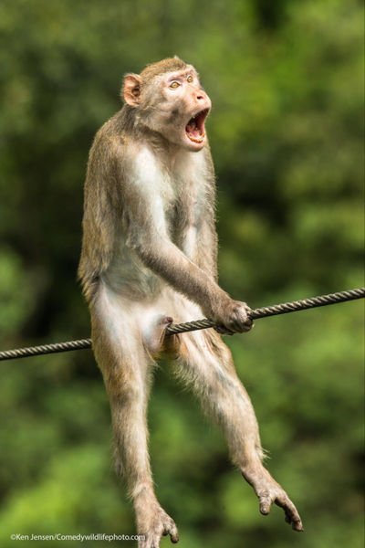 Фото золотой шелковой обезьяны получило главный приз конкурса