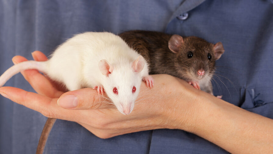 Крысиный гепатит: как передается человеку, чем опасен и ждать ли новой эпидемии