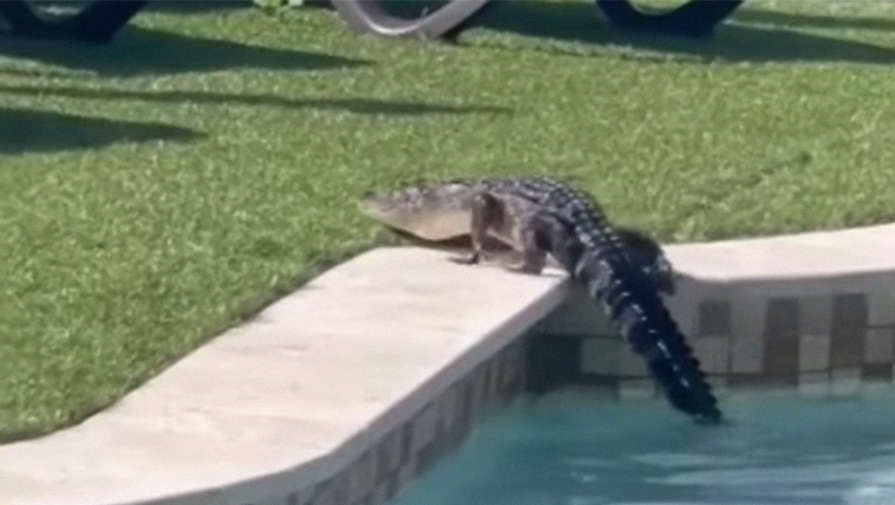 Американка обнаружила в своем бассейне аллигатора