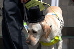Собака-поводырь по кличке Джимбо на королевских скачках в Аскоте, 16 июня 2022 года
