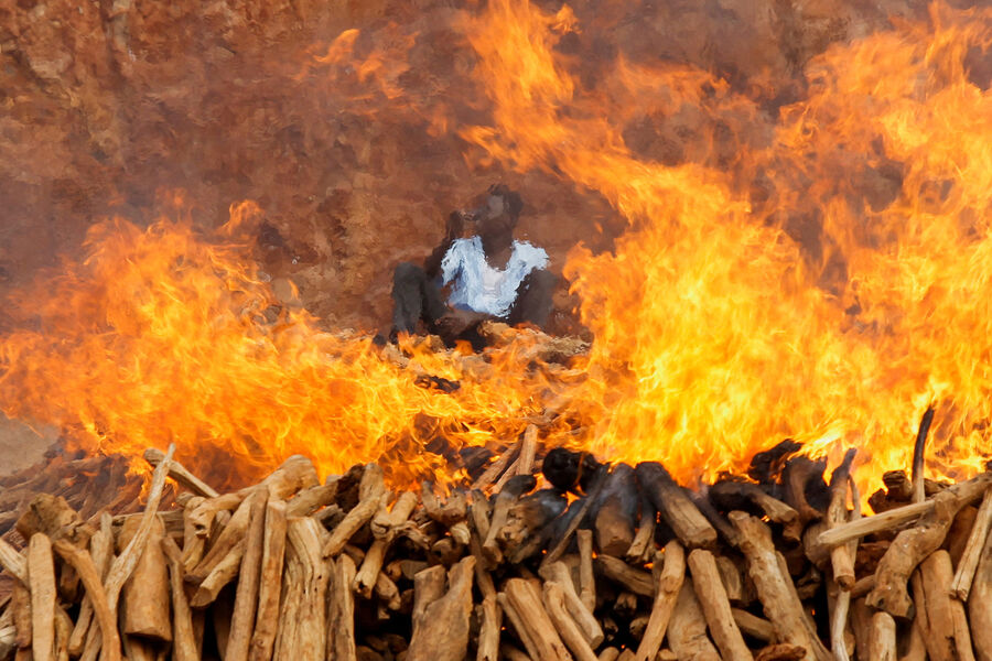 Сожжение конфискованного сандалового дерева с&nbsp;целью пресечения нелегальной торговли эфирным маслом в&nbsp;Кении, 28&nbsp;февраля 2023&nbsp;года