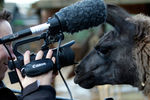 Лама позирует журналисту во время инвентаризации в Лондонском зоопарке
