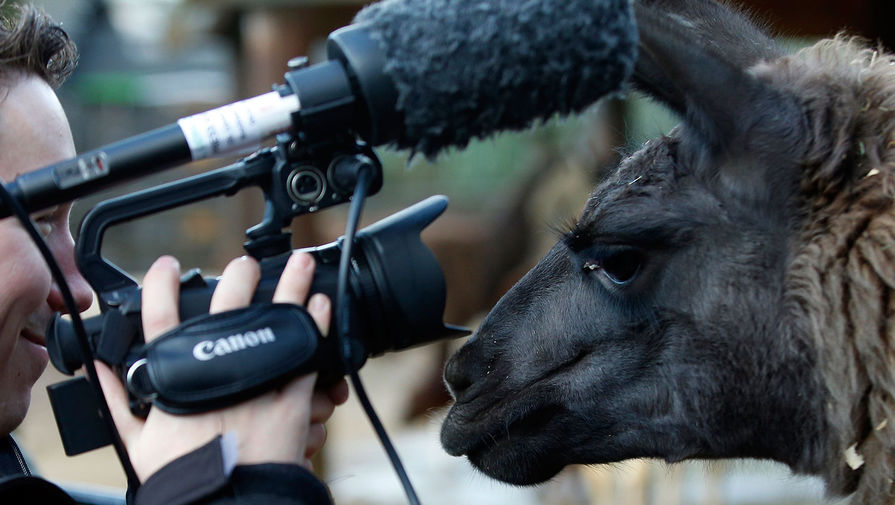 Лама позирует журналисту во время инвентаризации в&nbsp;Лондонском зоопарке