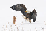 Лучшей фотографией в категории «Существа на суше» стала работа Артура Тревино, где запечатлены белоголовый орел и луговая собачка (грызун из семейства беличьих)