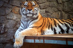Тигр в Ленинградском зоопарке