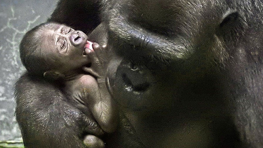 В зоопарке Москвы родился детеныш редкой гориллы