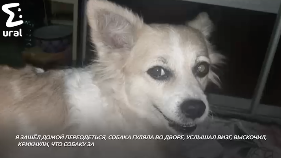 В Красноуральске отловщик выстрелил в домашнюю собаку и похитил ее на глазах у хозяина