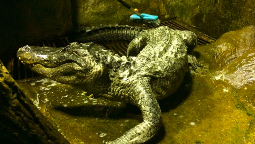 Крокодил Сатурн в&nbsp;Московском зоопарке